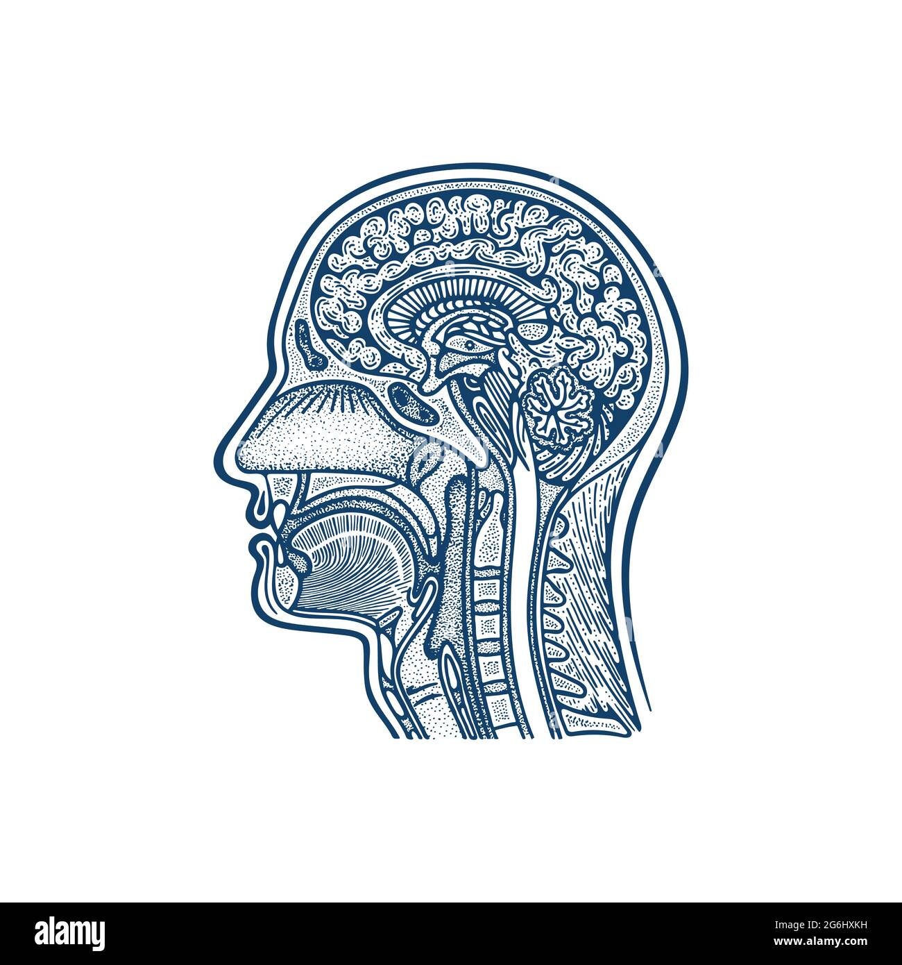 Human head anatomy hand drawn vector illustration. Man`s head brain and skull cross section vintage engraving style drawing. Medical poster. Stock Vector